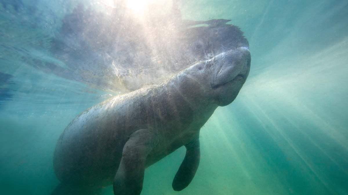 ZooTampa Welcomes First Manatee Calf in More Than a Decade | NewsRadio WFLA