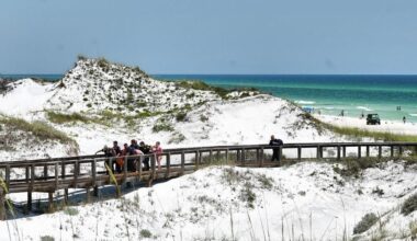 Gulf shark populations rebound off AL, FL beaches | Gulf Coast