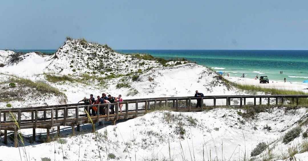 Gulf shark populations rebound off AL, FL beaches | Gulf Coast