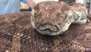 Burmese pythons meet their match as Florida Python Challenge begins | News