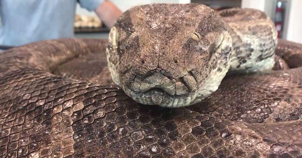 Burmese pythons meet their match as Florida Python Challenge begins | News