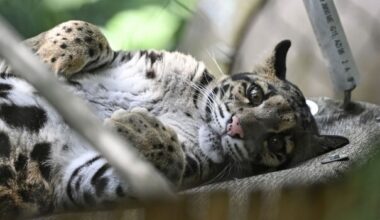 petition: Clouded Leopard Mauled and Capybara Killed at Private Zoo in Miami. Why Is This Facility Still Operating?