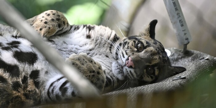 petition: Clouded Leopard Mauled and Capybara Killed at Private Zoo in Miami. Why Is This Facility Still Operating?