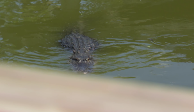 Experts warn of active alligator season after North Fort Myers attack | Lee County