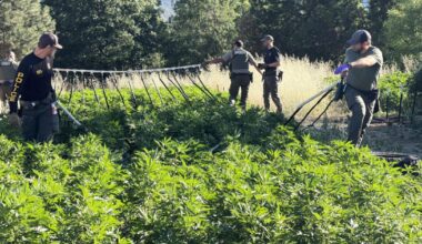 Detectives bust black market marijuana operation in Jacksonville | Crime Alert