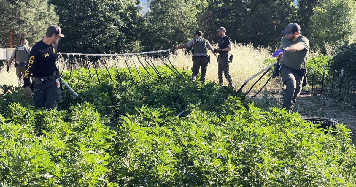 Detectives bust black market marijuana operation in Jacksonville | Crime Alert