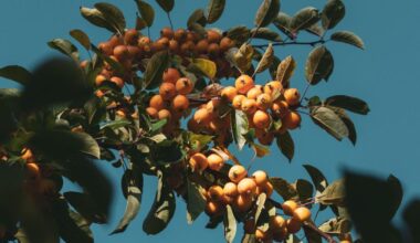 Beat the SWFL heat with fruit trees, expert in Pine Island says | Lee County