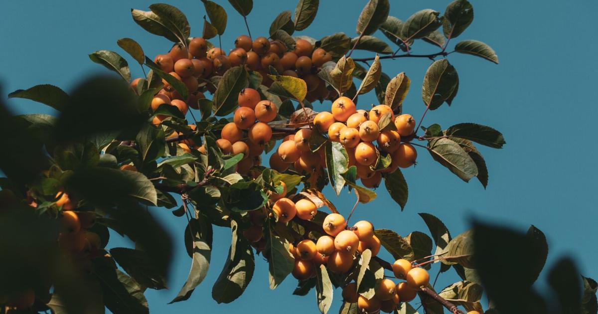 Beat the SWFL heat with fruit trees, expert in Pine Island says | Lee County