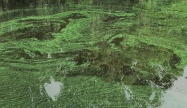 Lee County health officials warn of harmful algae toxins detected in Carousel Lake | News