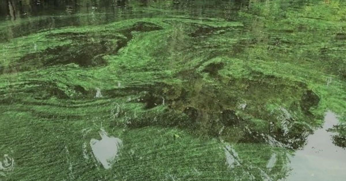 Lee County health officials warn of harmful algae toxins detected in Carousel Lake | News