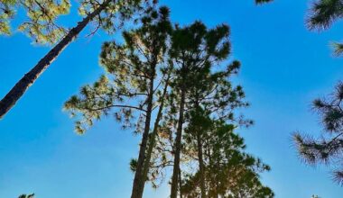 Donation to help protect pine rocklands | State
