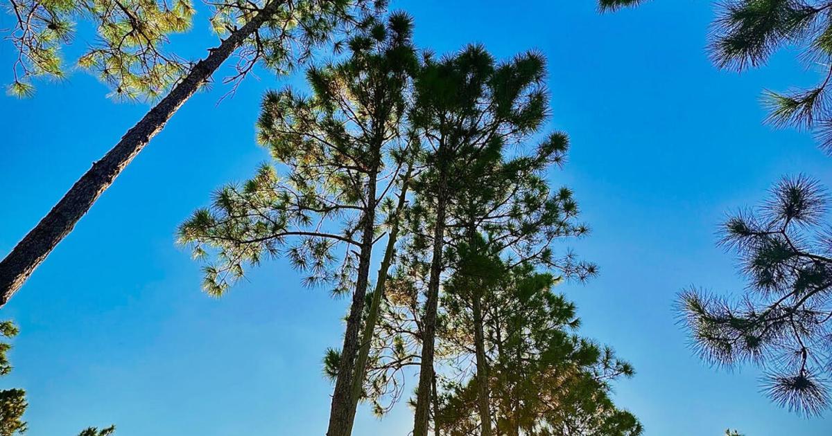 Donation to help protect pine rocklands | State