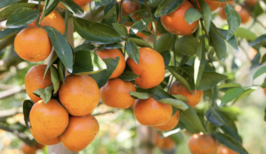 FDA orange juice rule change could help Florida citrus | Florida