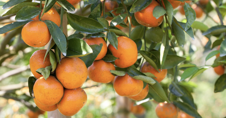 FDA orange juice rule change could help Florida citrus | Florida