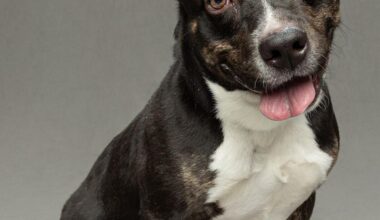 Shelter renovation prompts Humane Society to seek adopters, fosters | Martin County