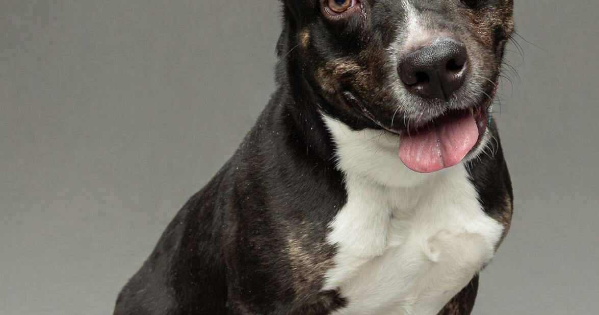 Shelter renovation prompts Humane Society to seek adopters, fosters | Martin County