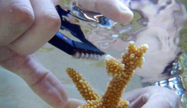 Special Coral Rescue Effort Taking Place Off South Florida Coast | NewsRadio WIOD