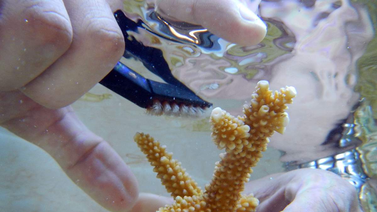 Special Coral Rescue Effort Taking Place Off South Florida Coast | NewsRadio WIOD