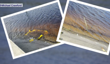 Seawall dispute: retired first responder’s $30K fix sparks battle over quality and trust | Investigations