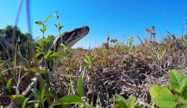 Florida tells hunters to scan levee banks, and skip the water, for Everglades pythons