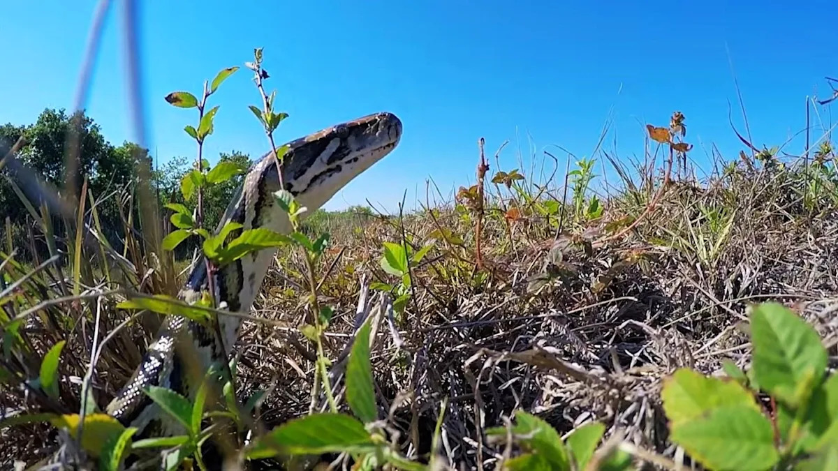 Florida tells hunters to scan levee banks, and skip the water, for Everglades pythons