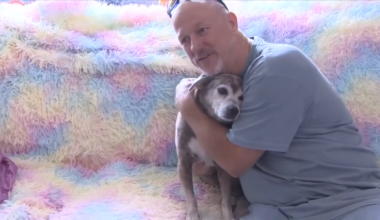 Maryland dog reunited with owner in Pompano Beach after being found hundreds of miles away from home - WSVN 7News | Miami News, Weather, Sports