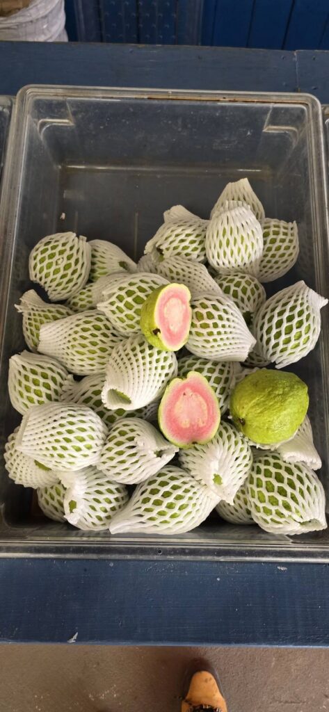 Papayas