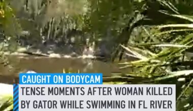 Body camera video shows the tense moments a deputy responded after a woman was fatally attacked by an alligator while swimming in a Florida river. In the footage, released by the Seminole County Sheriff's Office, the deputy runs through a wooded area before reaching the scene along the river, where it appears the victim is under a covering being assisted by a man. Two large gators, a 13-footer and a 12-footer, were later captured in the area, and DNA testing was being conducted to determine if either of them attacked the woman, officials said. #gator #florida #attack #bodycam #swimming
