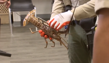 Officials share safety tips, rules and regulations as two-day lobster harvest mini season approaches in South Florida - WSVN 7News | Miami News, Weather, Sports