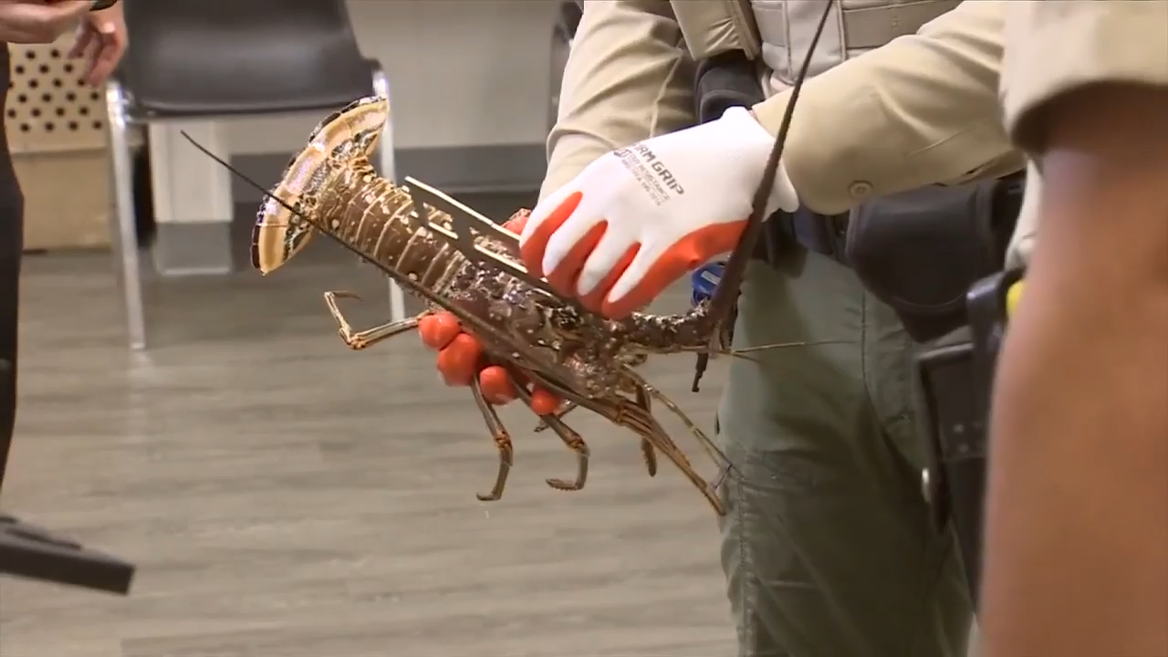 Officials share safety tips, rules and regulations as two-day lobster harvest mini season approaches in South Florida - WSVN 7News | Miami News, Weather, Sports