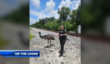 Police track down and capture rogue emu on the loose in Orlando - WSVN 7News | Miami News, Weather, Sports