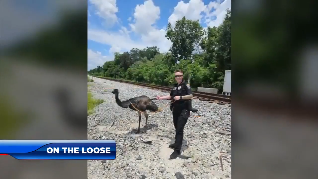 Police track down and capture rogue emu on the loose in Orlando - WSVN 7News | Miami News, Weather, Sports