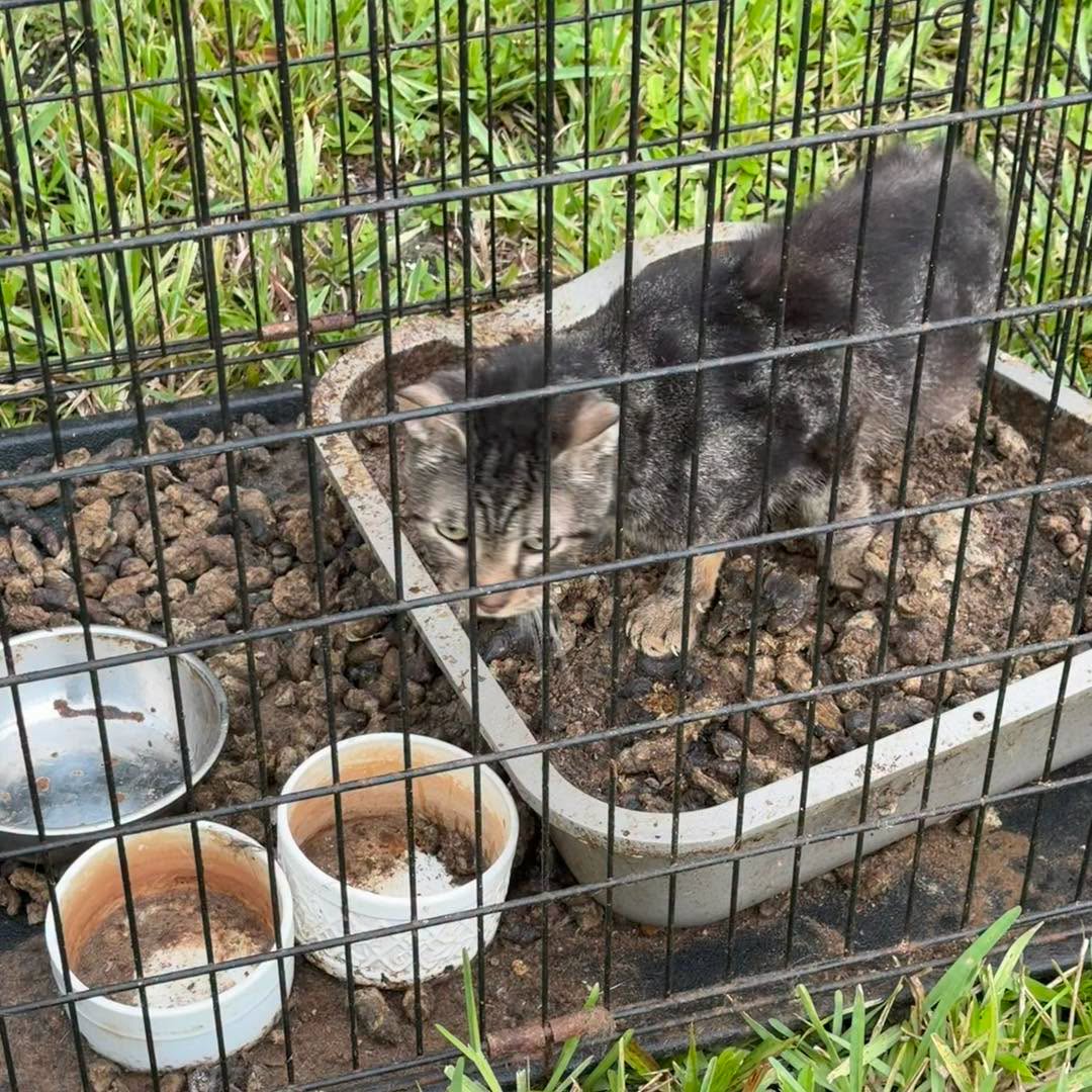 Gail Giustino, a 77-year-old mail carrier from Stuart, Florida, was charged with animal cruelty