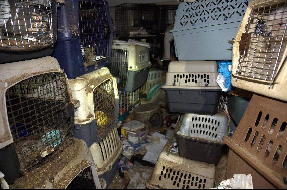Eighty cats have been rescued from the home of a mail carrier who collected strays along her route