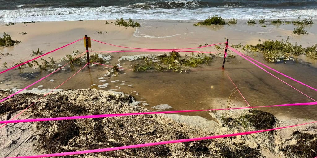 Tropical Storm Bertha washes away Florida sea turtle nests