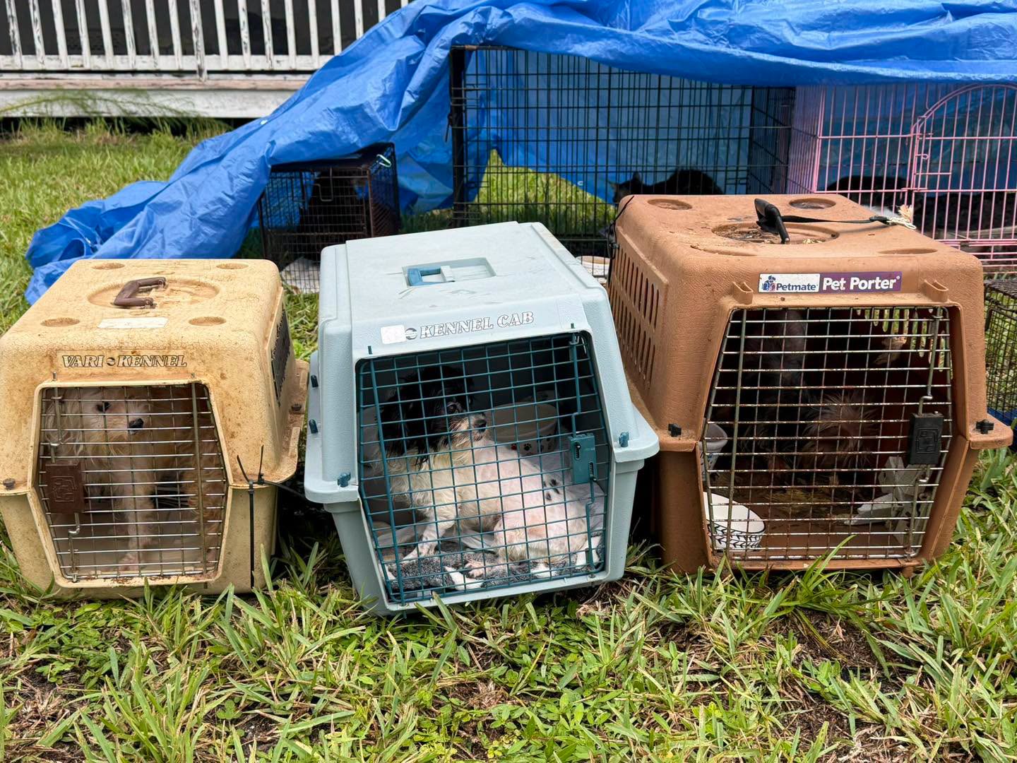 All the animals rescued from the house, including 12 dogs, have been assessed and provided immediate care