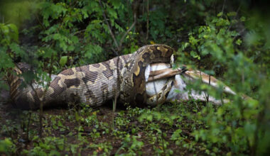 Florida scientists confirm Burmese pythons can swallow full-grown deer, alligators whole