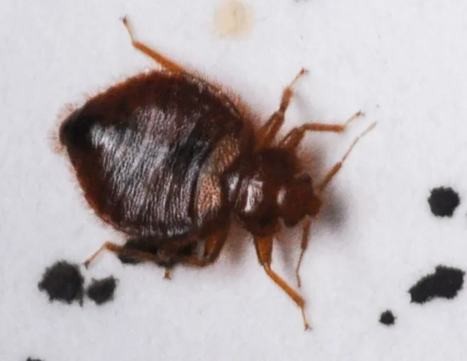 A live adult bed bug crawls around a Petri dish of Jinbo Song, a Phd candidate studying them in the entomology lab at Clemson University under Eric Benson in May 2019. Mr. Song looks at several varieties in different stages.