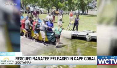Something Good: Rescued manatee released in Cape Coral
