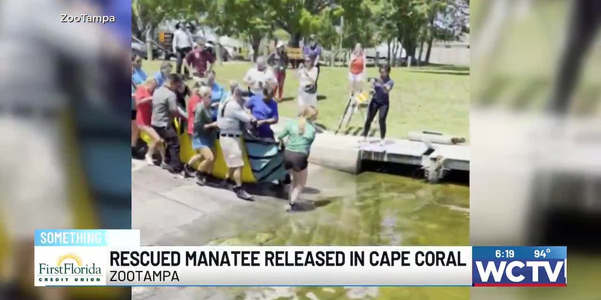 Something Good: Rescued manatee released in Cape Coral