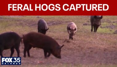 Over 50 feral hogs removed in joint police, state trapper efforts