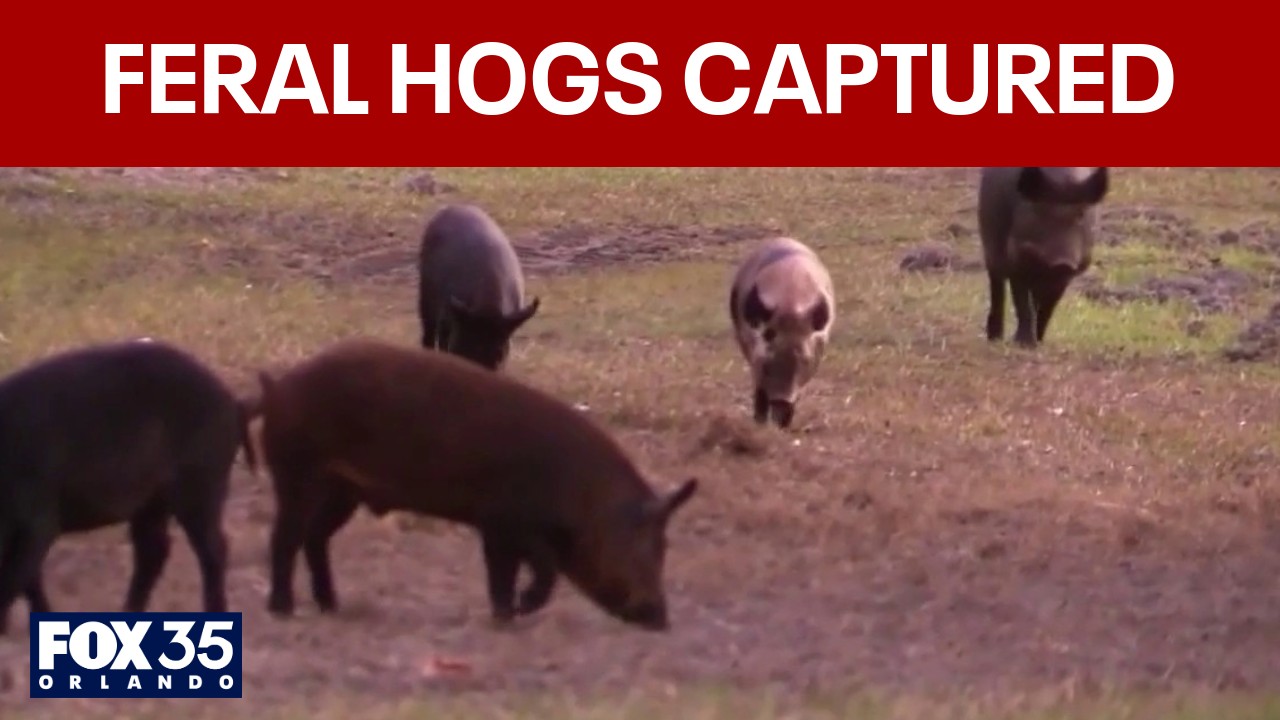 Over 50 feral hogs removed in joint police, state trapper efforts