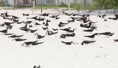 Florida wildlife officials warn against holiday beach fireworks to protect nesting sea turtles, sea birds