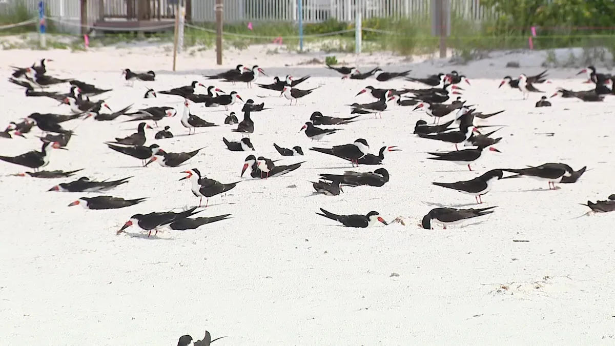 Florida wildlife officials warn against holiday beach fireworks to protect nesting sea turtles, sea birds