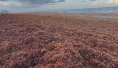Weekend weather: Heat, humidity, and sargassum seaweed blanket Miami Beach