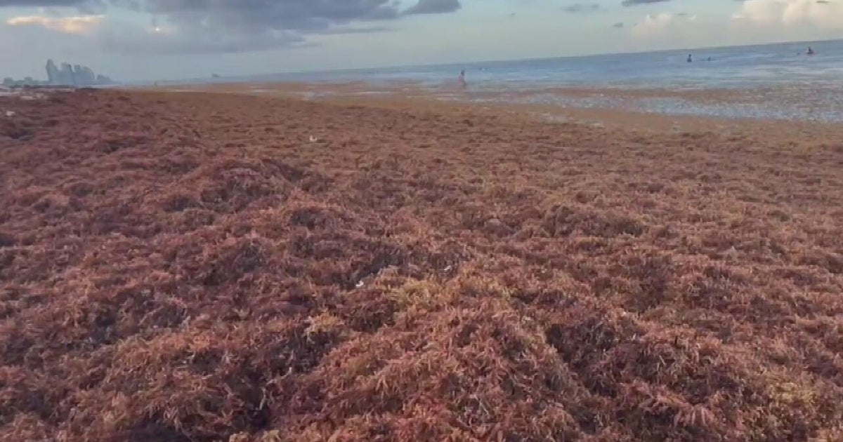 Weekend weather: Heat, humidity, and sargassum seaweed blanket Miami Beach