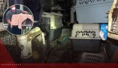 Cages, filth, feces: 92 cats and dogs rescued from Stuart home, 5 owners identified