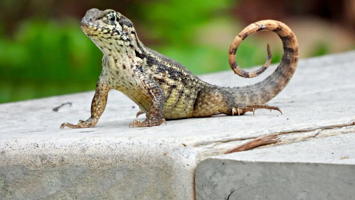 Invasive curly-tailed lizard is spreading across Central Florida up from the Bahamas