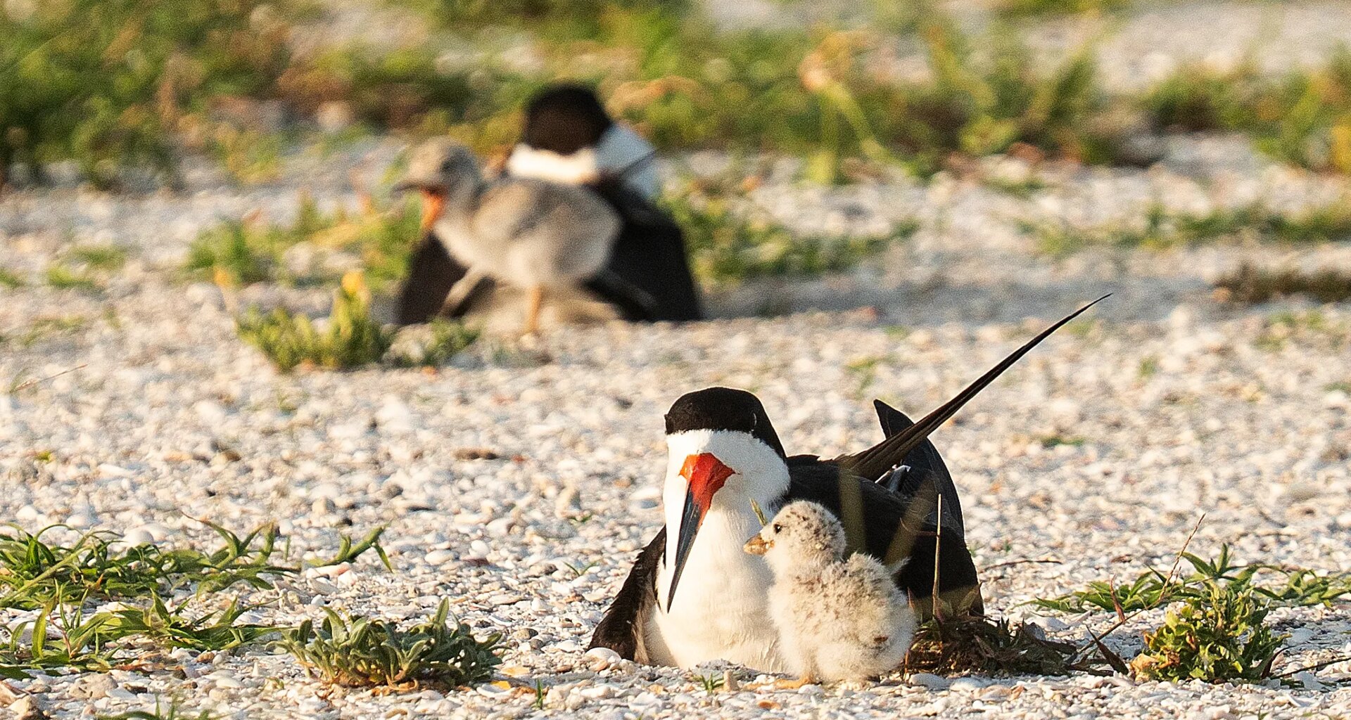 Black skimmers nesting on Sanibel Causeway for the first time in three decades