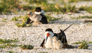 Black skimmers nesting on Sanibel Causeway for the first time in three decades
